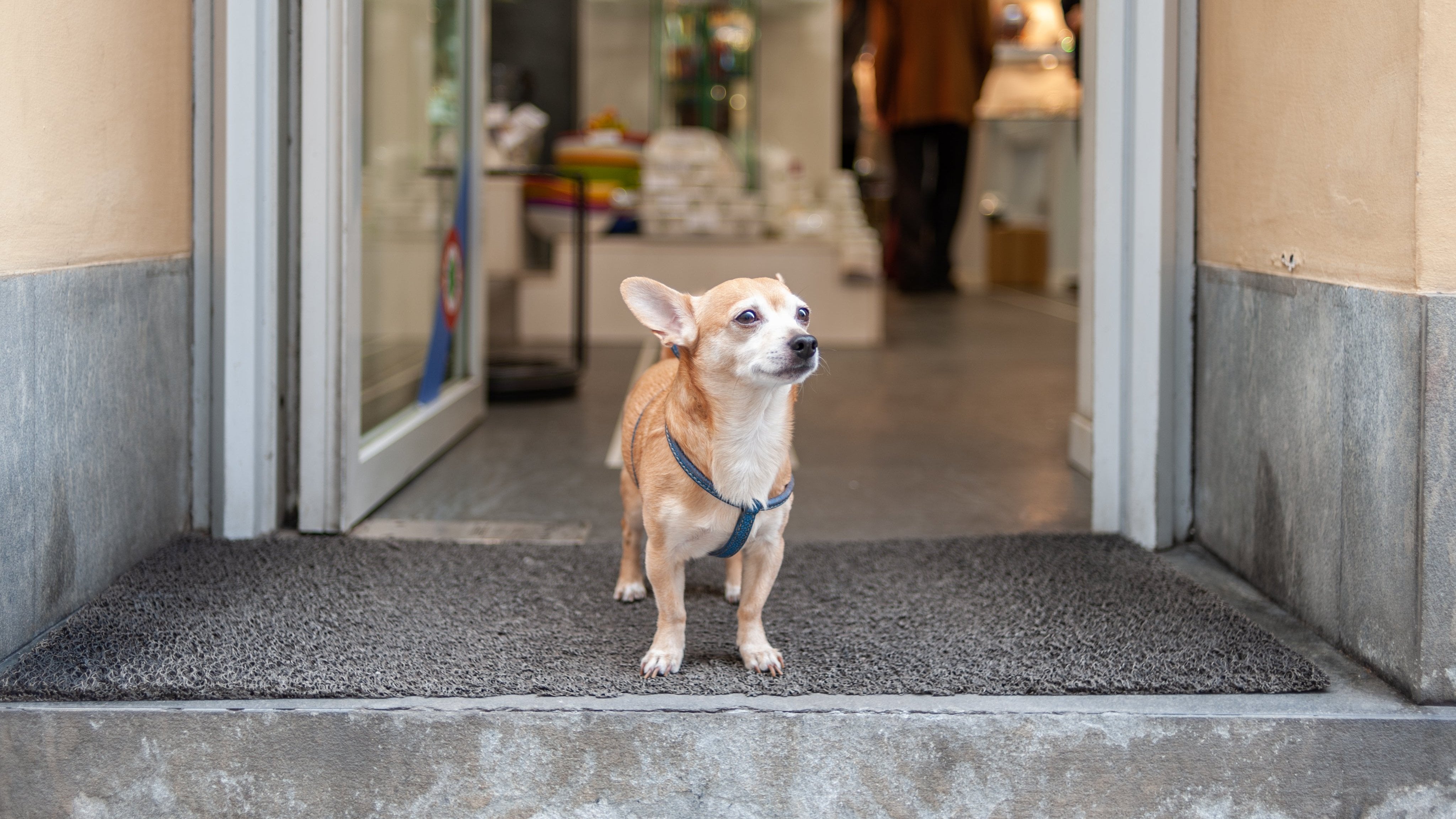 small dog in blue collar standing at the front of a pet shop in dublin
