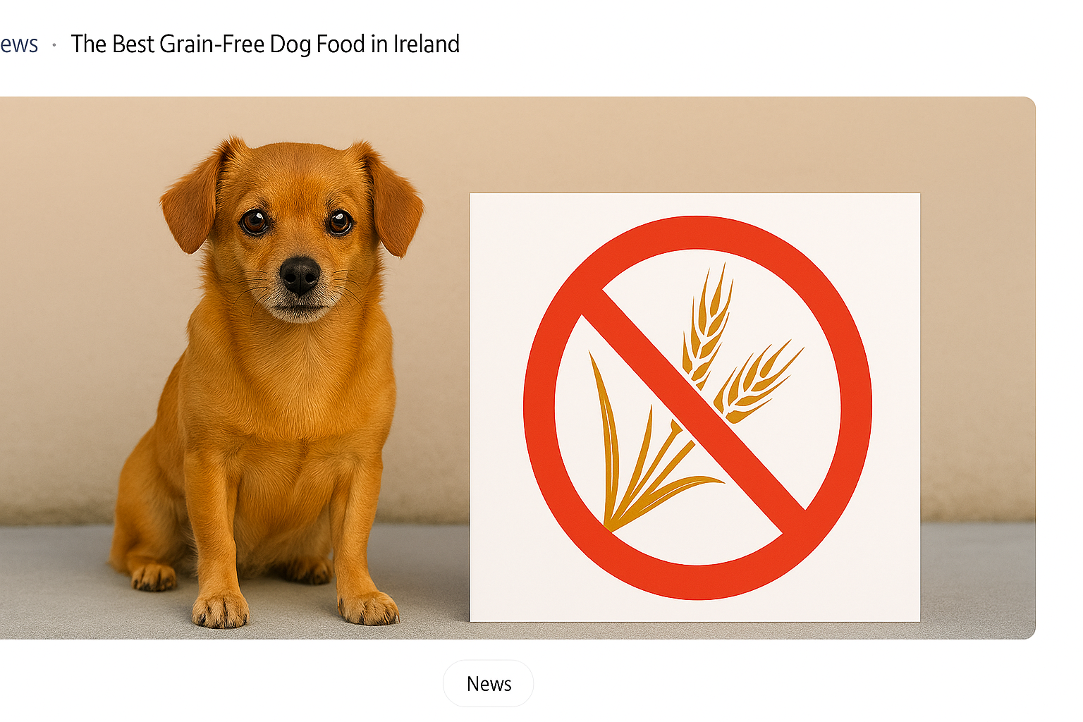 The Best Grain-Free Dog Food in Ireland