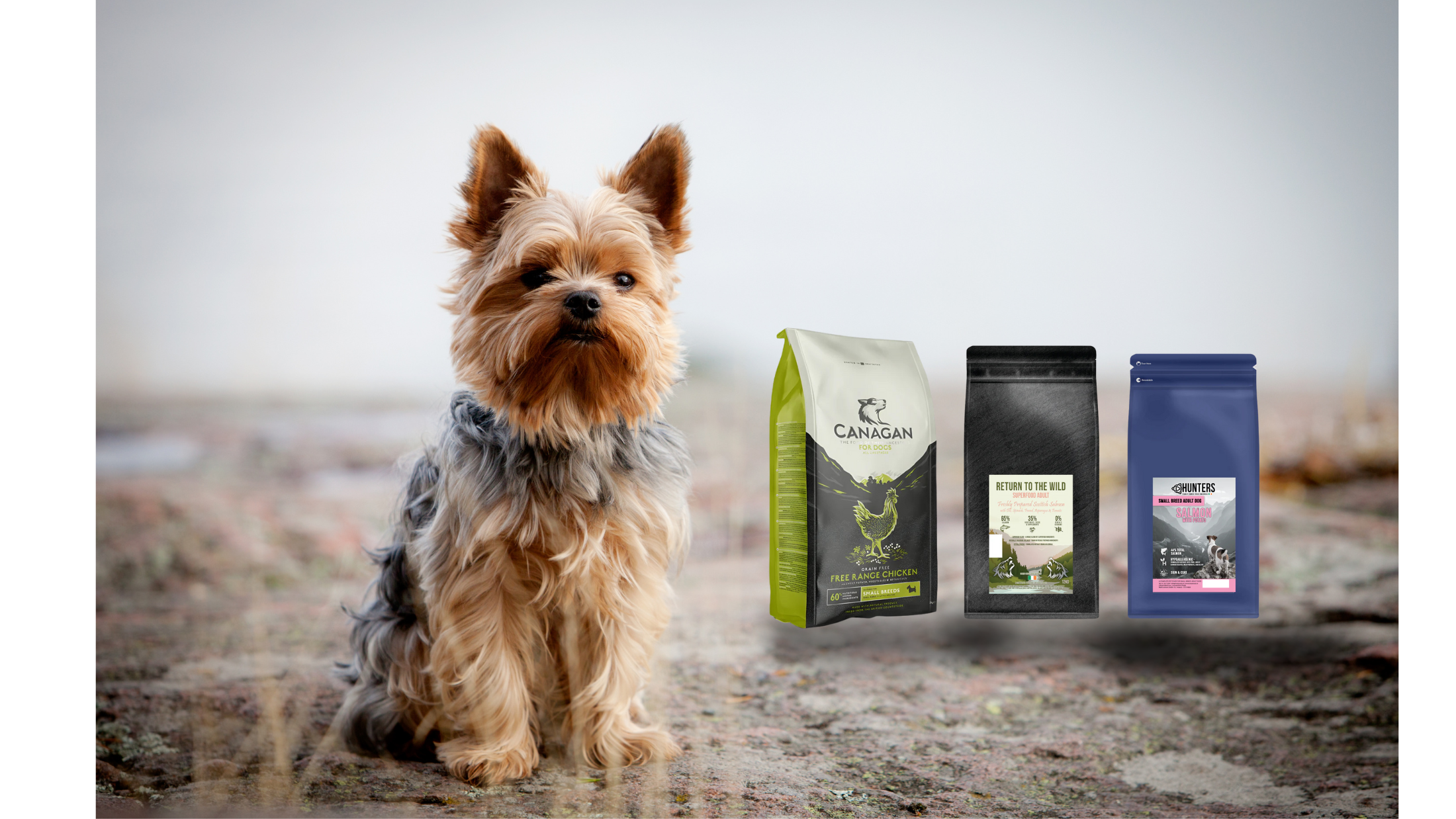 Best Food For Yorkshire Terriers