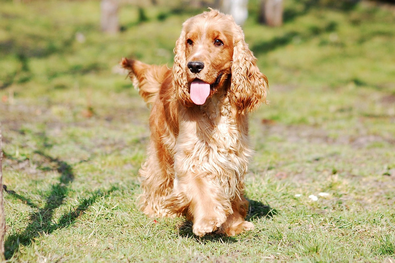 Best Food for Cocker Spaniel: Top Nutrition Tips and Recommendations