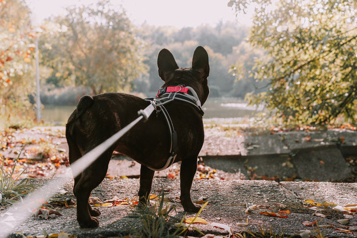 Mutz Nutz Pet Shop Ireland: Your Haven for Premium Dog Leashes Cork