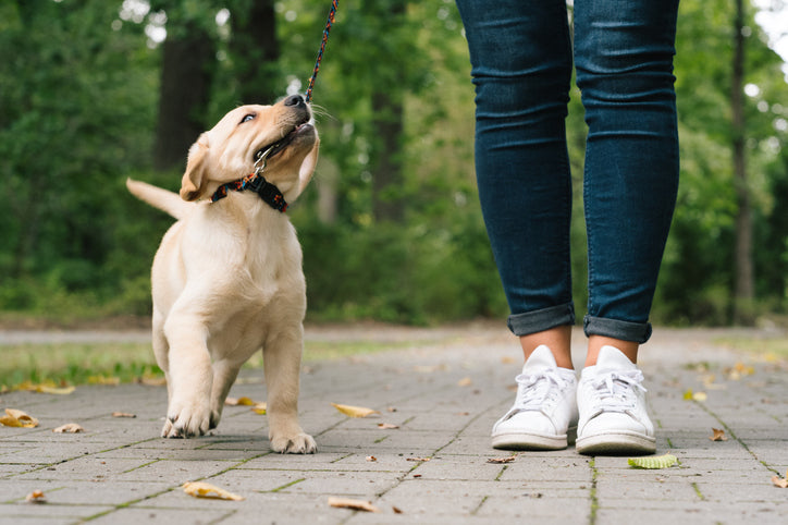 Mutz Nutz Pet Shop Ireland: Discover the Best Dog Leads in Dublin