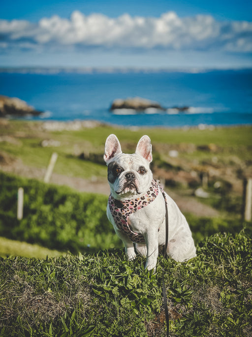 Mutz Nutz Pet Shop Ireland: Your Destination for Premium Dog Leads Cork