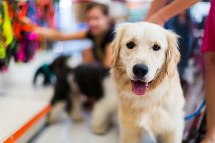 Pet Store Dublin