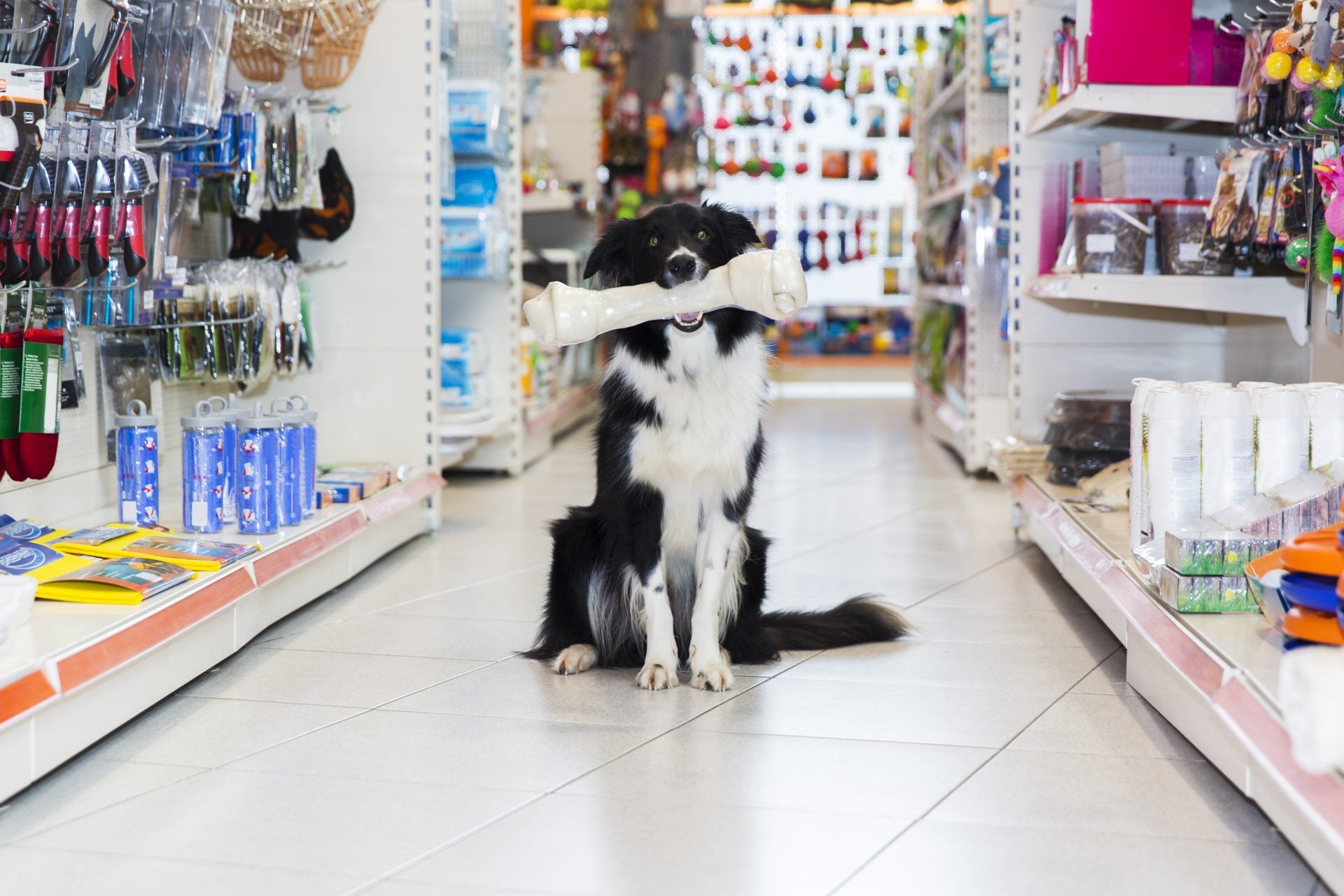 Mutz Nutz Pet Shop: Your Premier Destination for Pet Supplies Cork