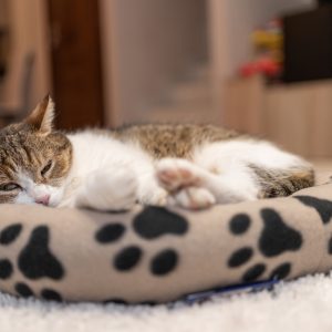 Cat Beds & Mats