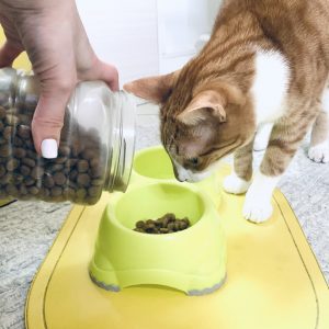 Cat Bowls