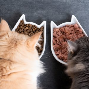 Cat Food