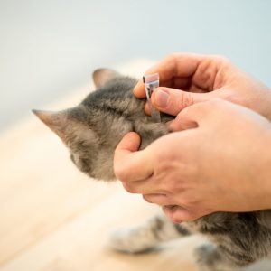 Cat Health & Treatments