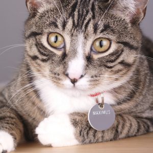 Cat ID Tags