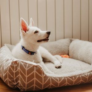 Dog Beds