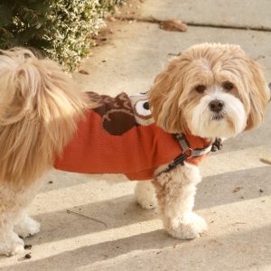 Dog Coats