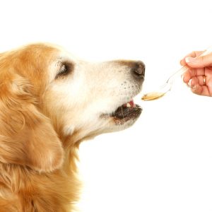 Dog Health