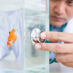 Fish Health & Treatments