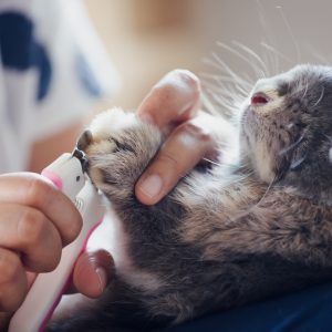 Small Animal Grooming