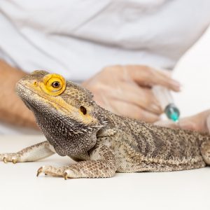 Reptile Health & Treatments