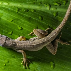 Reptile Humidity