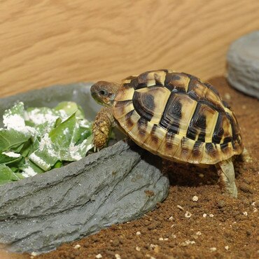 HabiStat Tortoise Pool