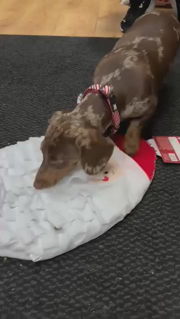 Christmas doggy snuffle mat