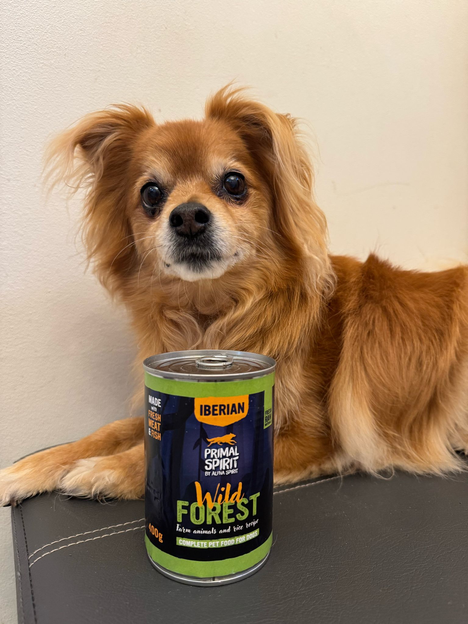 Wild Forest Primal Spirit Canned Dog Wet Food