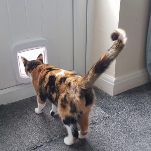 Cat Door Flaps