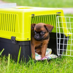 Dog Carriers & Crates