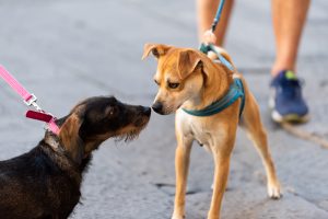 Dog Leashes Cork