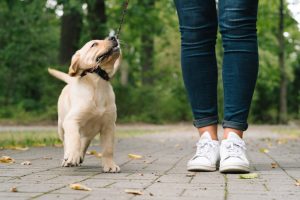 Dog Leads Dublin