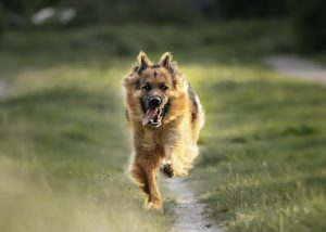 running adult german shepherd