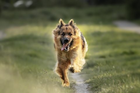 running adult german shepherd