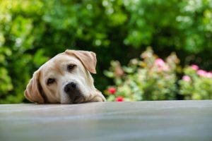 adult labrador retriever