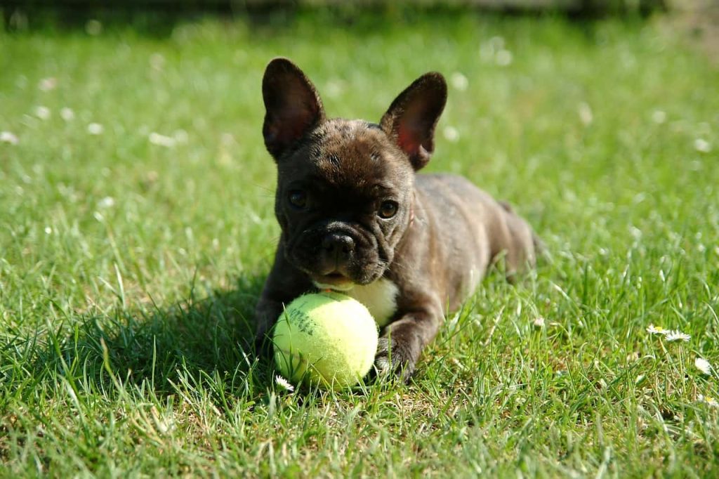 French Bulldog puppy with a ball