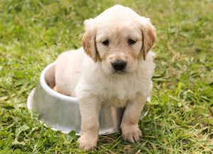 puppy golden