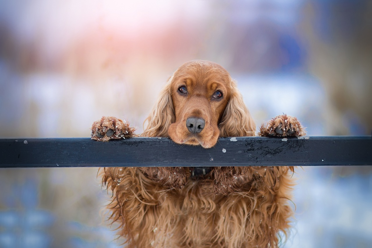 adult cocker spaniel in the snow
