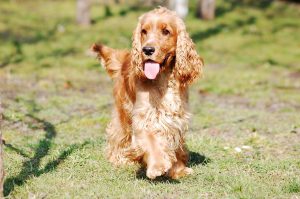 adult cocker spaniel on the grass