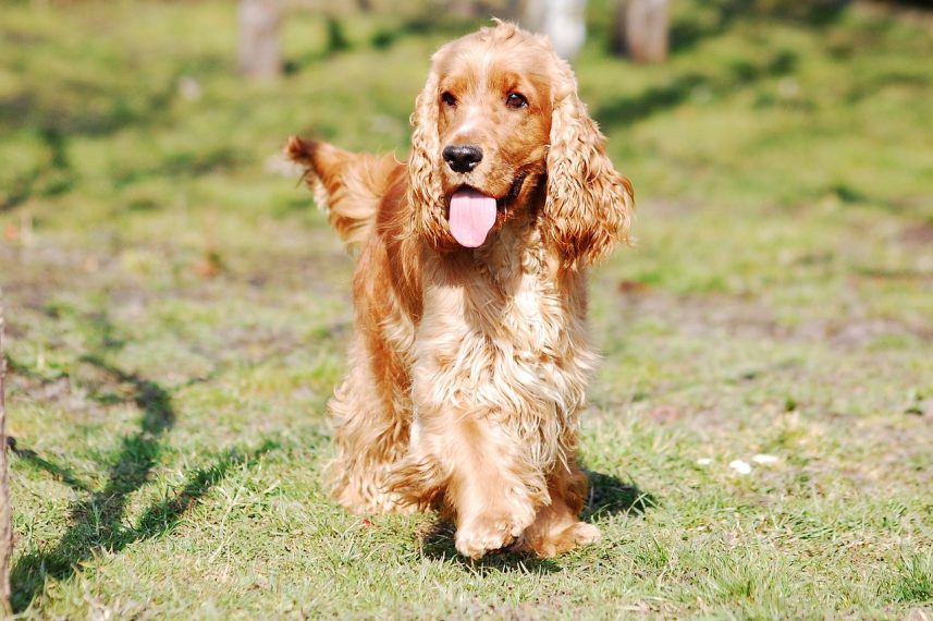 adult cocker spaniel on the grass