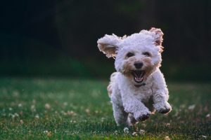 fluffy cockapoo puppy